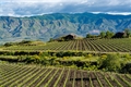 SOLD OUT - Wines of Sicily Wine Cellar Dinner  - Saturday, June 14, 2025 at 6:00 
