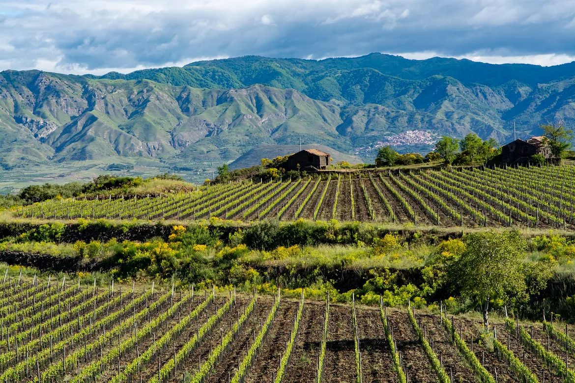 SOLD OUT - Wines of Sicily Wine Cellar Dinner  - Saturday, June 14, 2025 at 6:00 